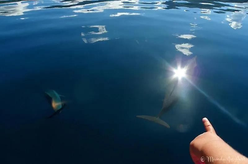 Ferienhaus Tahiti-Bungalow At Teahupoo: Beachfront With Pountoon And Mini Pool